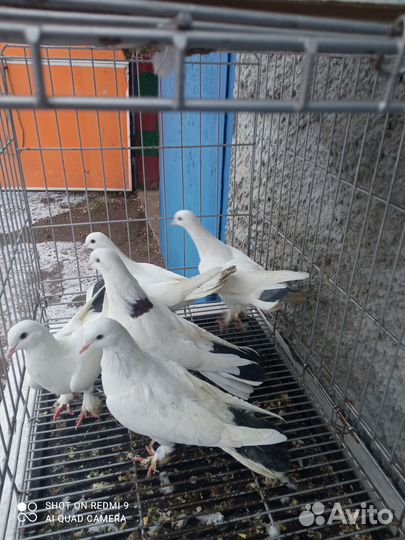 Голуби Бакинские