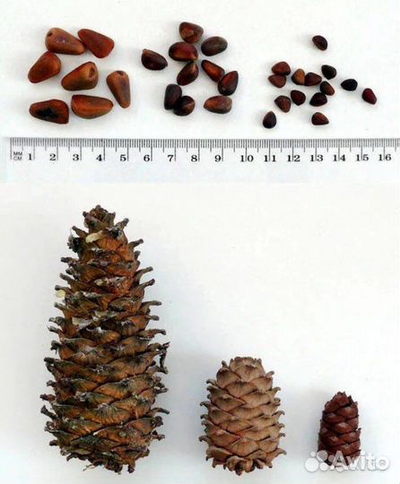 Саженцы сосна кедровая сибирская и корейская