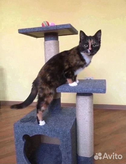 Кошечка в добрые руки