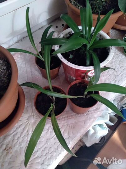 Хлорофитум