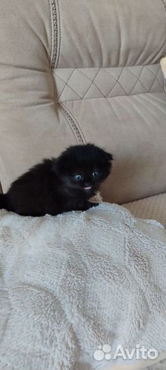 Вислоухая девочка от британской кошки