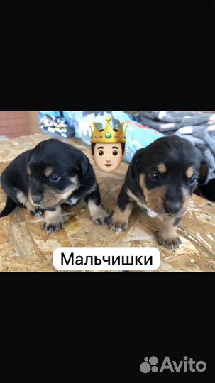 Щенки в добрые руки