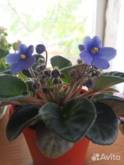 Пеларгония герань