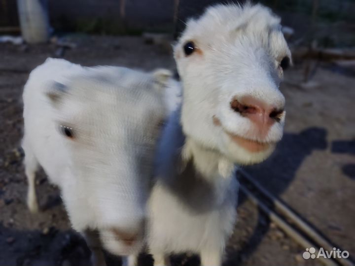 Козы Ламанча