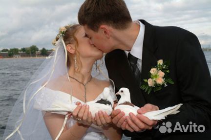 Голуби на свадьбу и праздники