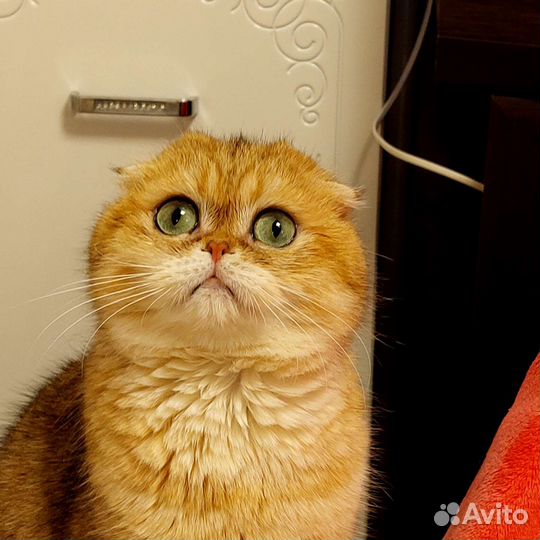 Шотландский шик. Котята. Вязка