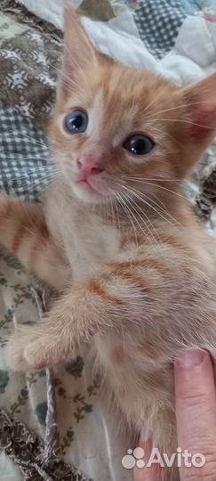 Котята в добрые руки бесплатно