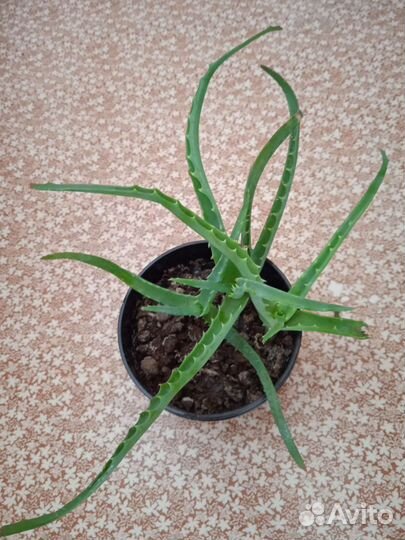 Алоэ лечебный