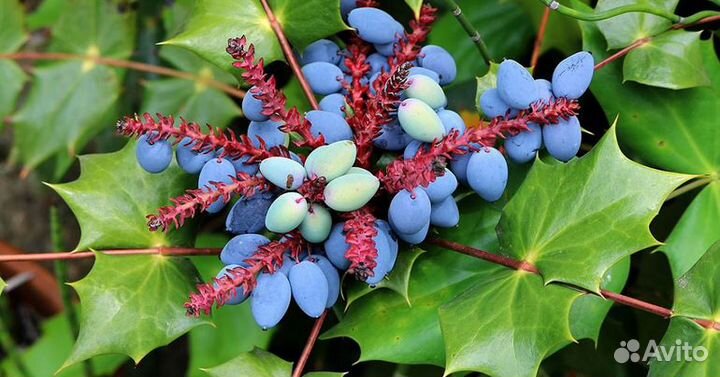 Саженцы магонии