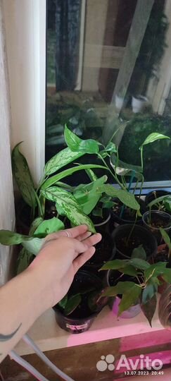 Комнатные растения обмен бесплатно