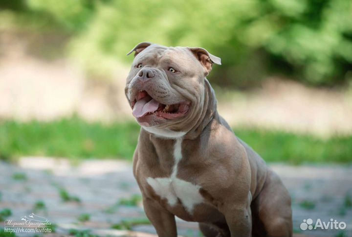 Вязка кобеля Американский булли щенки