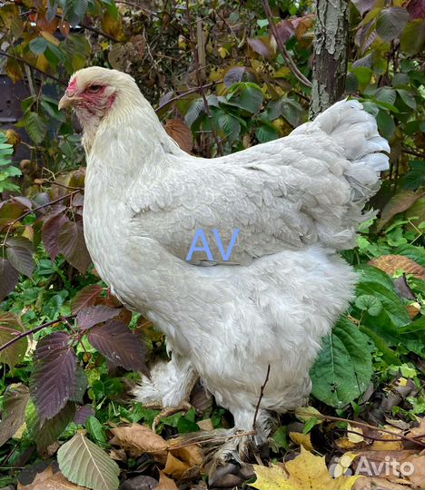 Брама инкубационное яйцо цыплята