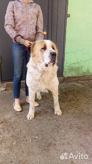 Щенки Среднеазиатской овчарки