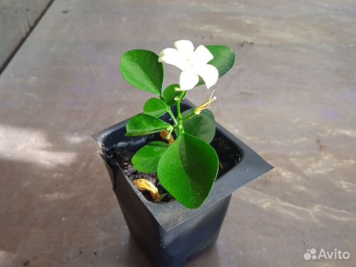 Мурайя метельчатая, с плодами и бутонами