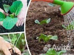 Земля плодородная