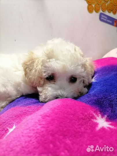 Белая девочка той пудель
