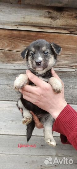 Щенок в добрые руки