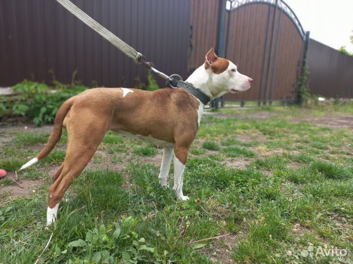 Американский питбультерьер