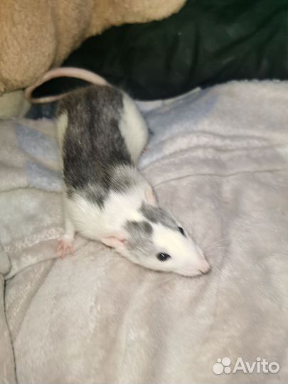 Крыса с клеткой в добрые руки