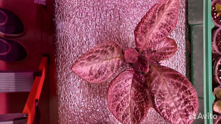 Эписции сортовые