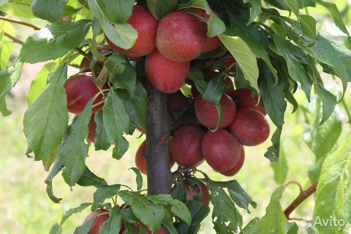 Саженцы Плумкот (гибрид Сливы и абрикоса)