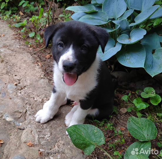 Щенки русско-европейской лайки
