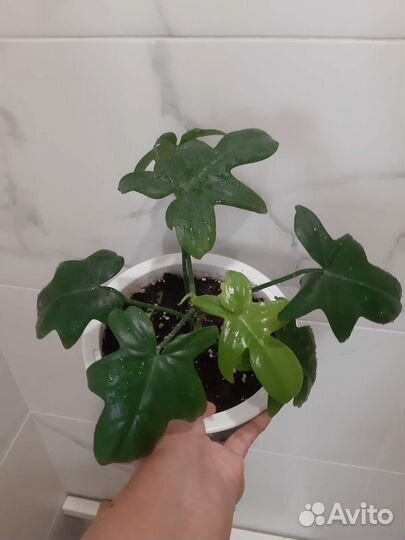 Цветы комнатные