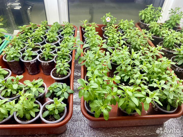 Срезы калибрахоа