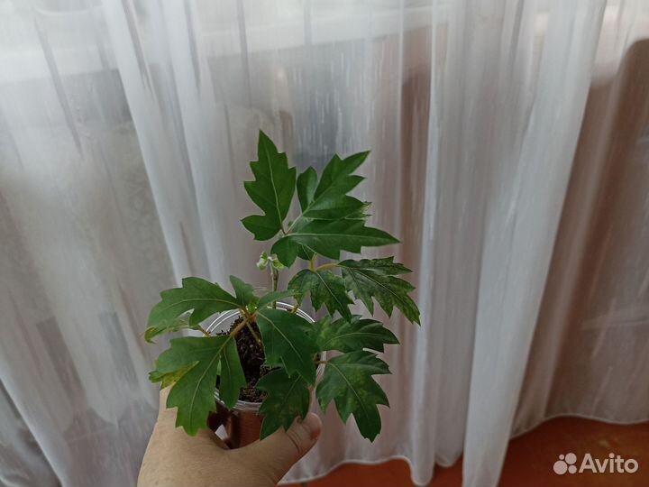 Комнатные растения