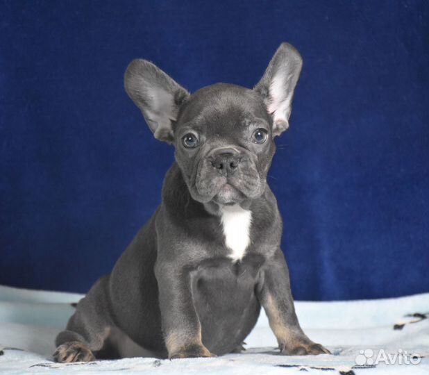 Голубая девочка