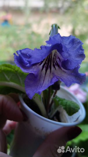 Глоксиния, стрептокарпусы