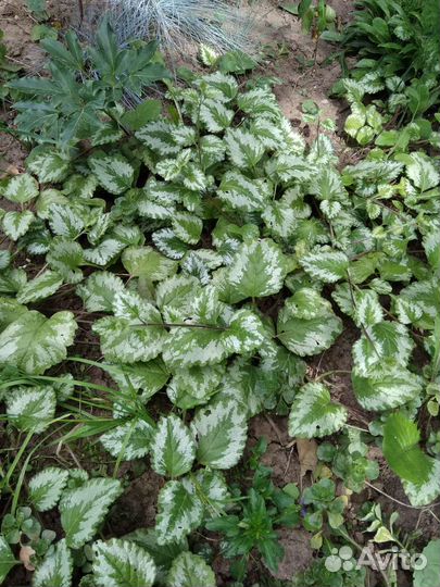 Гортензия и др