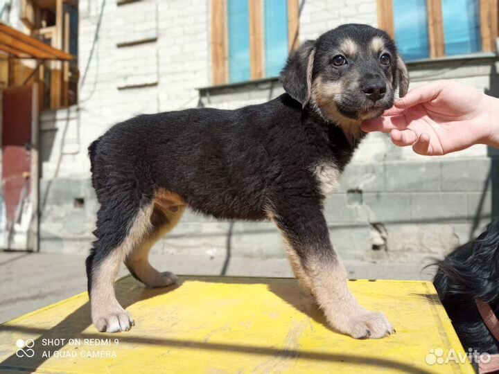 Мини Ротыши без Хвостов в дар