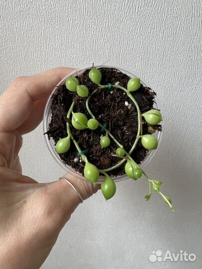 Крестовник роули