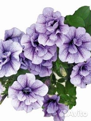 Петуния,калибкахо,вербена,ампельная