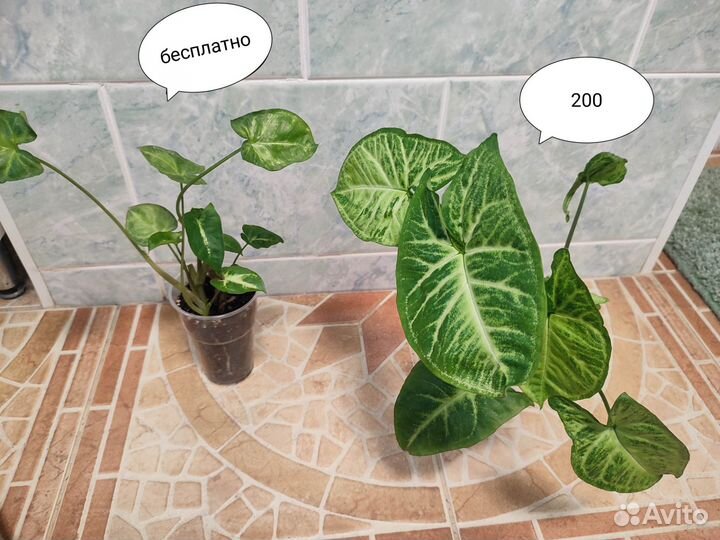 Комнатные цветы