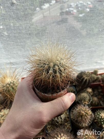 Кактус Copiapoa krainziana var.scopulina