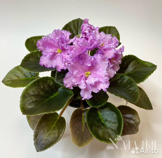 Фиалки сортовые