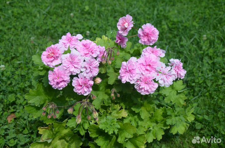 Пеларгония герань Lara Melissa