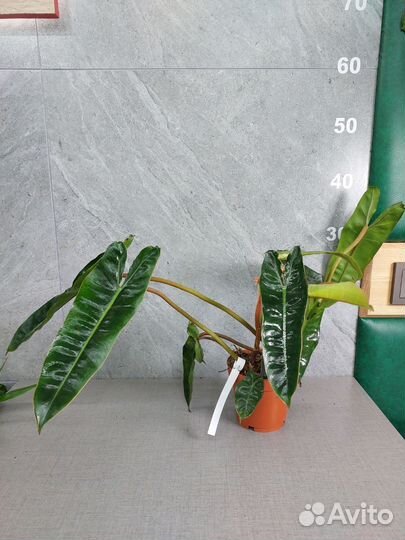 Филодендрон биллитау