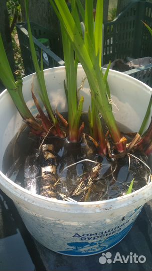 Аир, кубышка, водные растение., есть ещё алое