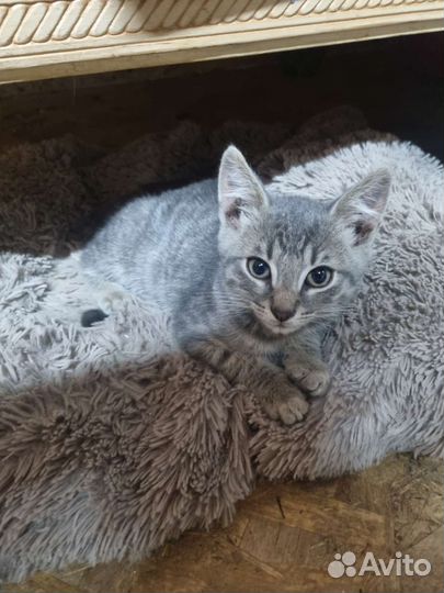 Котенок в дар