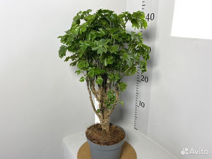 Полисциас парслей