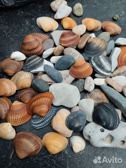 Ракушка. Морские камушки