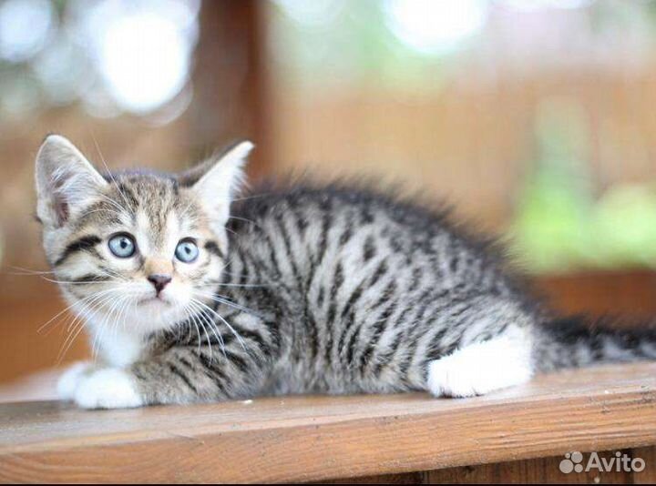 Котенрк девочка 1,5 мес в дар