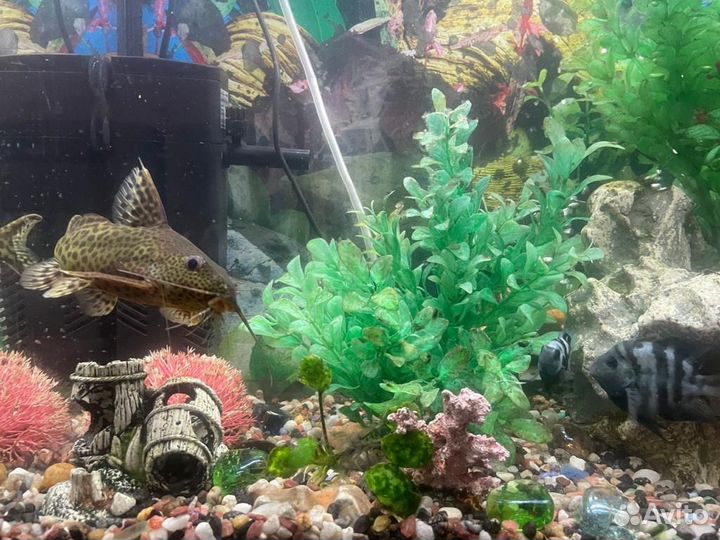 Аквариумные рыбки