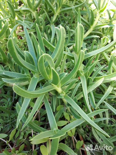 Карпобротус