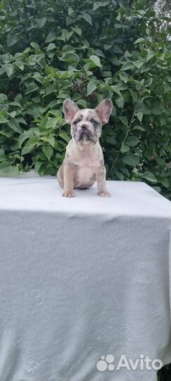 Наша девочка Рокси Рейна Марвел Буль ищет семью