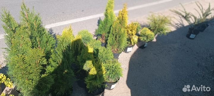 Декоративные и хвойные растения