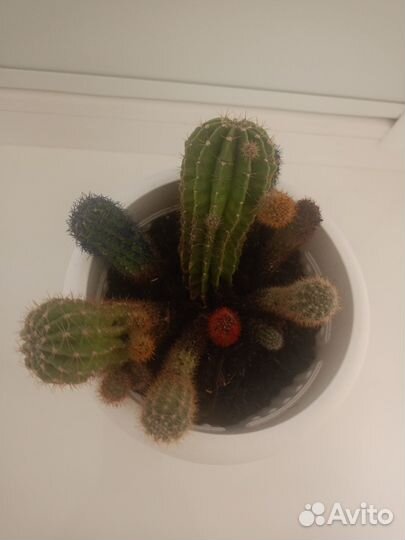 Домашние растения цветы